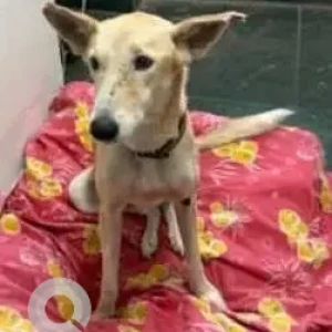 A White-Brown Mix Indie Dog Missing from Taurus Vet Clinic