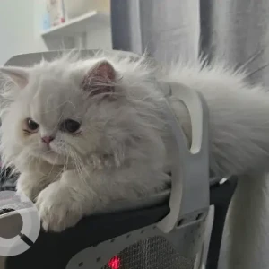 A White Persian Cat Missing from VGS Layout, Ejipura