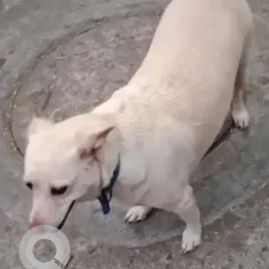 A White Indie mix Dog Found from Shekar hospital, Basavanagudi-3