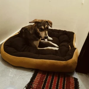 A Black and Brown Indie Dog Missing from Subhash nagar