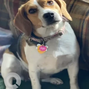A White-Brown Mix Beagle Dog Missing from Howard St/Clark St/Gardner Fish & Gun Club
