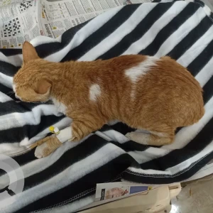 A White-Brown Mix Ginger cat Cat Missing from Neeti Bagh-2