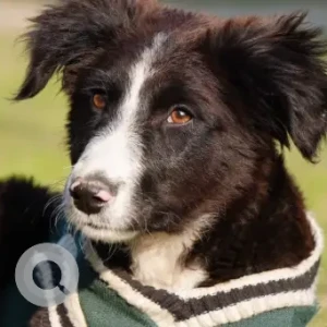 Female Indie Dog Adoption for Adoption in Noida