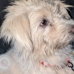 A White-Brown Mix Poddle Dog Found from Whitefield, Borewell Road