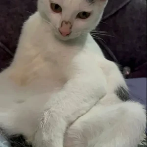 A Black and White Domestic Shorthair Cat Missing from Bouddha Nayabasti (Reimi Store)