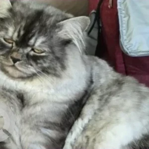 A Black and White Persian Cat Missing from ADNOC Service Station | Al Ruwais Industry