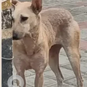 A White-Brown Mix Indie Dog Missing from Jayanagar 7th block