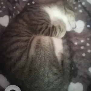 A Grey-White Mix Indie Cat Missing from Kempegowda Swimming Pool-2