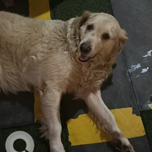A Brown Golden Retriever Dog Found from 5th main road, Anna nagar-2