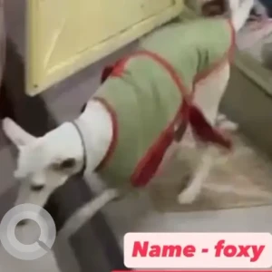 A White Indie Dog Missing from B block, New Moti Nagar-2