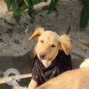 A Light Brown Indie Dog Missing from Hera Sweets in Bhutani, Sector 137