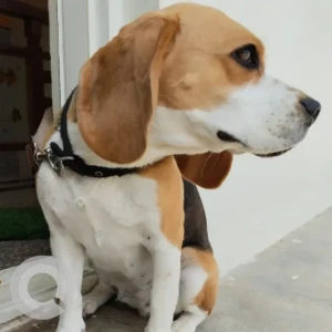 A Black and White Beagle Dog Missing from kempapura-2