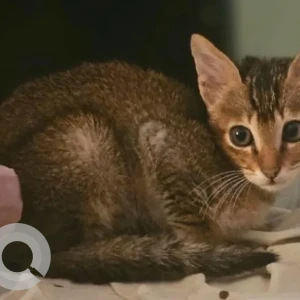 A Black and Brown Indie Cat Missing from Bandam Kommu, Chandanagar