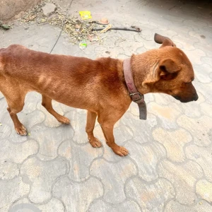 A Brown Doberman Dog Found from d Block, Saket