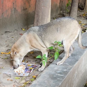 A Black and Brown Indie Dog Missing from Sector 82, Noida