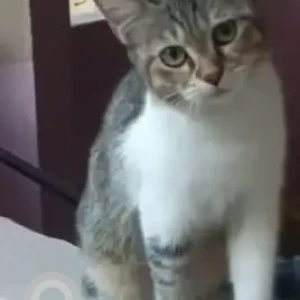 A White-Brown Mix Tabby Cat Missing from Perambur-2