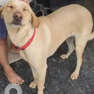 A White Labrador  cross Dog Found from Gunjur Palya-2