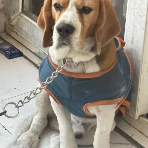 A White-Brown Mix Beagle Dog Found from ABES College