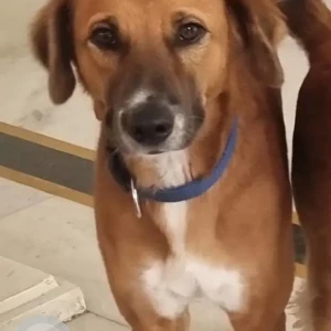 A White-Brown Mix Indie Dog Missing from Hakimpet, Hyderabad