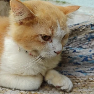 A White-Brown Mix Ginger cat Cat Found from Tad maad temple