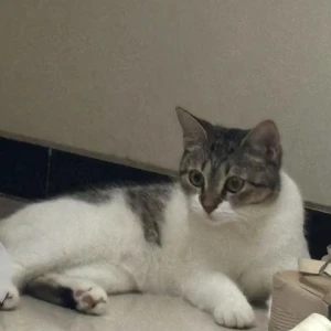 A Grey-White Mix Indie Cat Missing from Bandra west Turner road-3