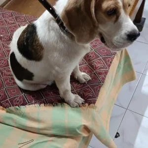 A White-Brown Mix Beagle Dog Found from Shaniwar Peth, Pune-3