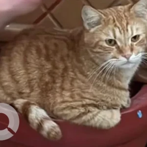 A Golden Domestic Shorthair Cat Missing from GMC Clinic in Jumeirah 1