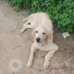 A White Golden Retriever Dog Found from Bengaluru