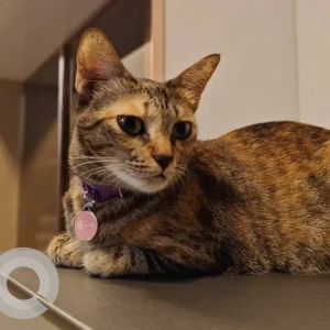 Female Domestic Shorthair Cat Adoption for Adoption in Pune-3