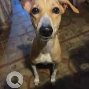 A White-Brown Mix Indie Dog Missing from Panjim 18th June road-2