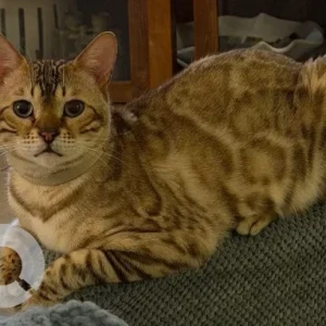 A Black and Brown Bengal Cat Missing from Al Zeina, Block A