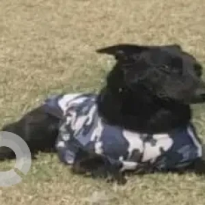 A Black Indie Dog Missing from Shalimar Bagh