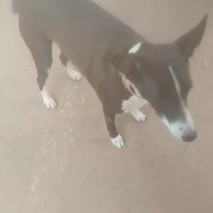 A Black and White Indie Dog Found from Sector 49, Eros malll