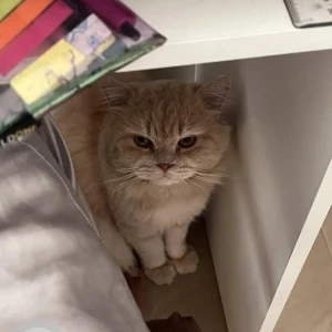 A White-Brown Mix Persian Cat Missing from Hyderabad-2
