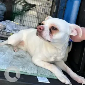 A White Chihuahua Mix Dog Found from Percival St Dorchester