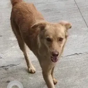A Brown Indie mix Dog Missing from Aparna Kanopy Marigold, Gundlapochampally-3