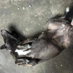 A Black and Brown Indie Dog Missing from Lower Sichey Barpipal Taxi Stand-2