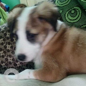 A White-Brown Mix Indie Dog Missing from Woraiyur, Tiruchirappalli