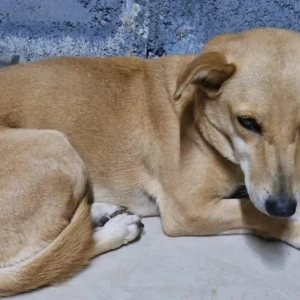 A White-Brown Mix Indie Dog Found from KC Layout, Mysuru-2