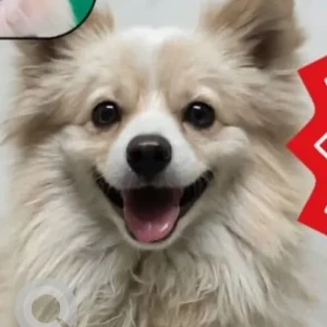 A White-Brown Mix Pomeranian Dog Missing from Dhandra Road, Manakwal, Pune