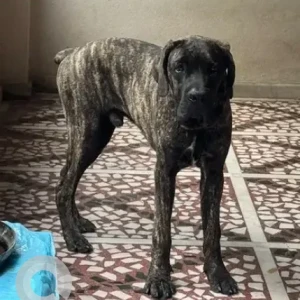 A Black and Brown Cane Corso Dog Missing from Ramamurthy Nagar-2