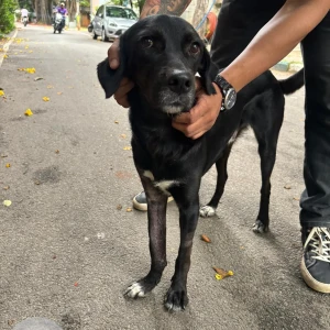 A Black Indie Dog Missing from 6th Cross, KEB Layout, Sanjay Nagar