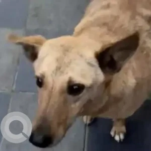 A Brown Indie Dog Missing from New Delhi-2