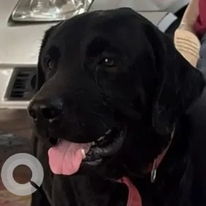 A Black Labrador Dog Found from Soldier Fit Factory gym
