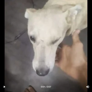 A White Indie Dog Missing from Shalimar Bagh, Delhi-2