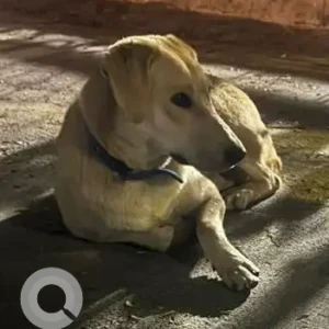 A Light Brown Indie Dog Found from Kumar City, Kalyani Nagar-2