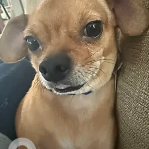 A Light Brown Chihuahua Dog Missing from Woodside Ave and Cranberry Highway