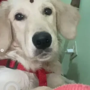 A White Golden Retriever Dog Missing from Vijayangar, Govindaraj nagar ward