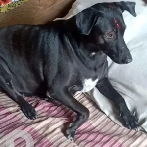 A Black Indie Dog Missing from New Delhi-2