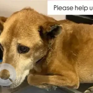 A Brown Indie Dog Missing from Road no10, EPIP Area, near Sathya Sai hospital